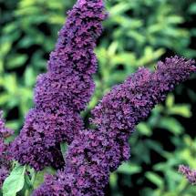 Liliac de vară Black Knight