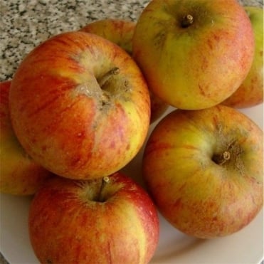 Mar Cox's Orange Pippin
