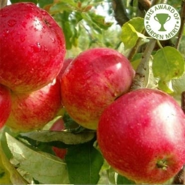 Măr Worcester Pearmain