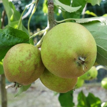 Măr din Herefordshire Russet