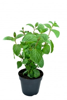 Menta la ghiveci