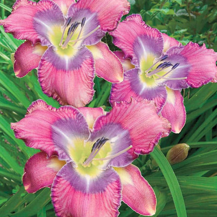 Mildred Mitchell Reblooming Hemorocalis 1 buc