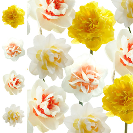 Collection  Narcissen 2025 Spring Paradise 12 bulbi