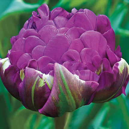 Tulip Double Negrita 5 buc