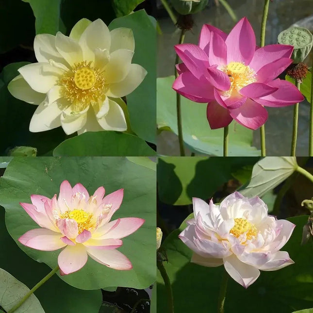 Semințe de Lotus – Mix Multicolor (Alb, Roz, Galben, Bicolor)super pachet