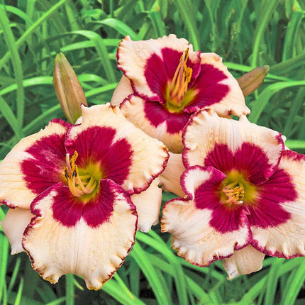 Nippon Reblooming Hemorocalis 1 buc