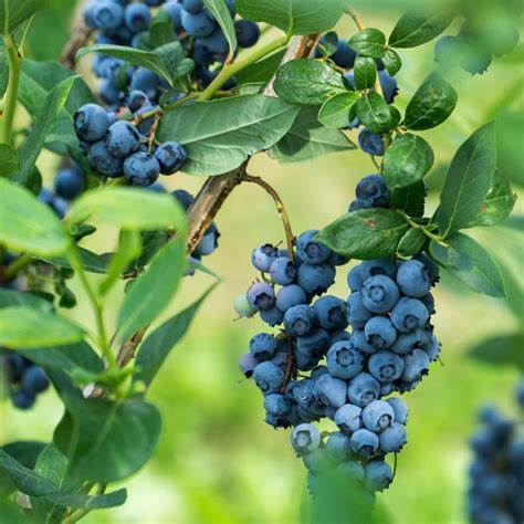 AFIN Duke Blueberry-LA GHIVECI (pe rod) anul 4