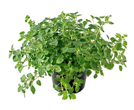 Oregano la ghiveci