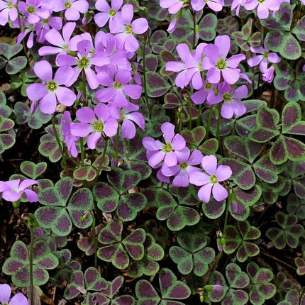 oxalis violacea 10 buc