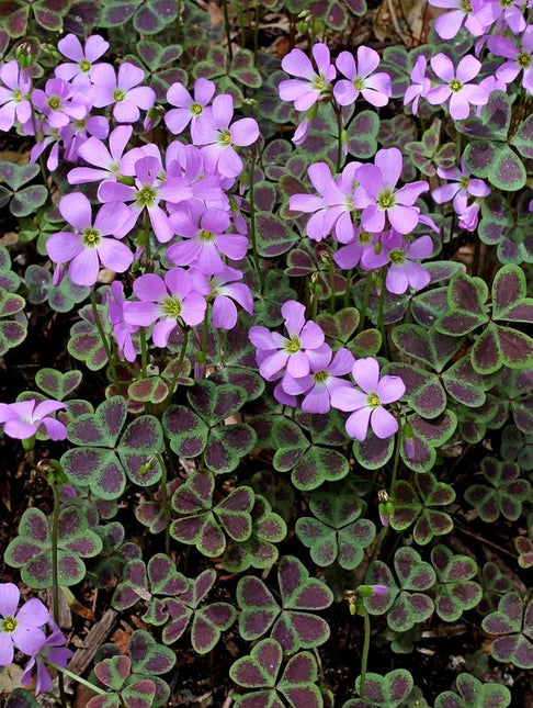 oxalis violacea 10 buc