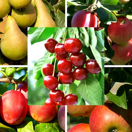 Pachet mixt 5 pomi fructiferi(cires,prun,piersic,mar,par)