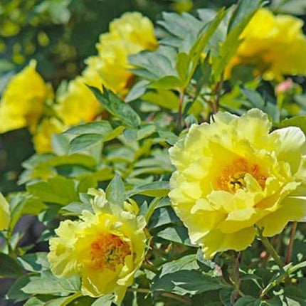 Paeonia suffruticosa Yelow (arbustiv)
