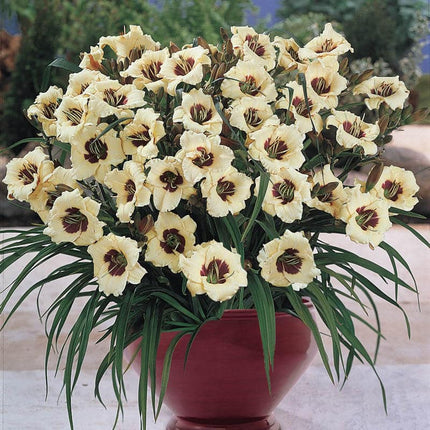 Pandora's Box Reblooming Hemorocalis 1 buc
