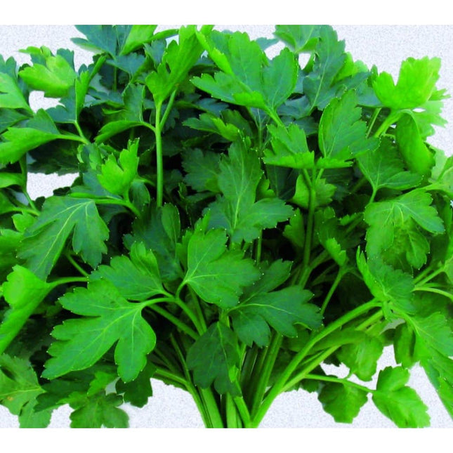 patrunjel frunze neted