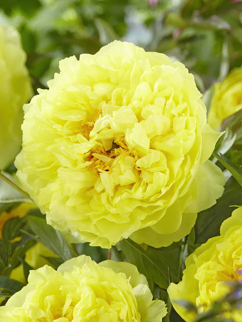 Peony Bartzella 1 buc
