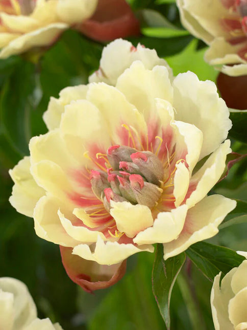 Peony Border Charm 1 buc