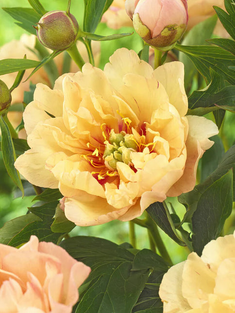Peony Canary Brilliants 1 buc