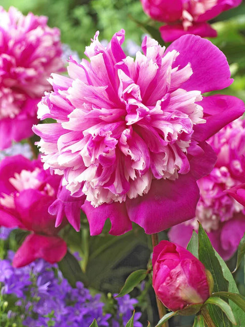 Peony Celebrity 1 buc