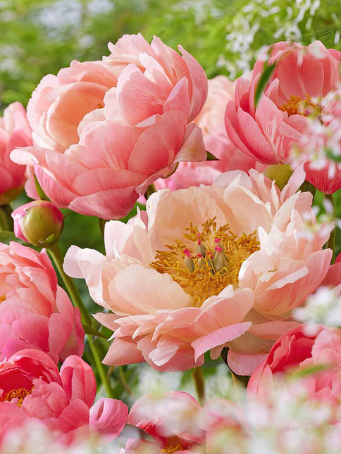 Peony Coral Sunset 1 buc