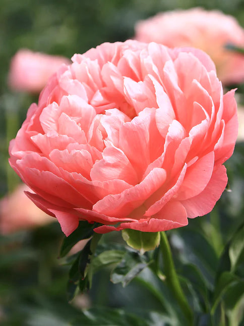 Peony Coral Sunset 1 buc