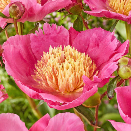 Peony Flame 1 buc