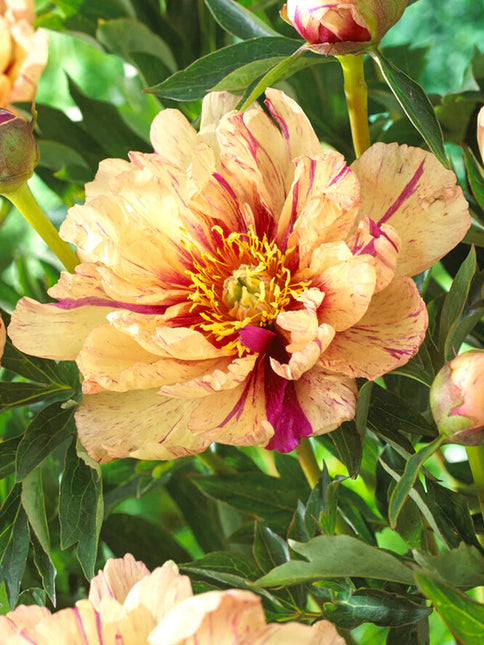 Peony Lollipop 1 buc