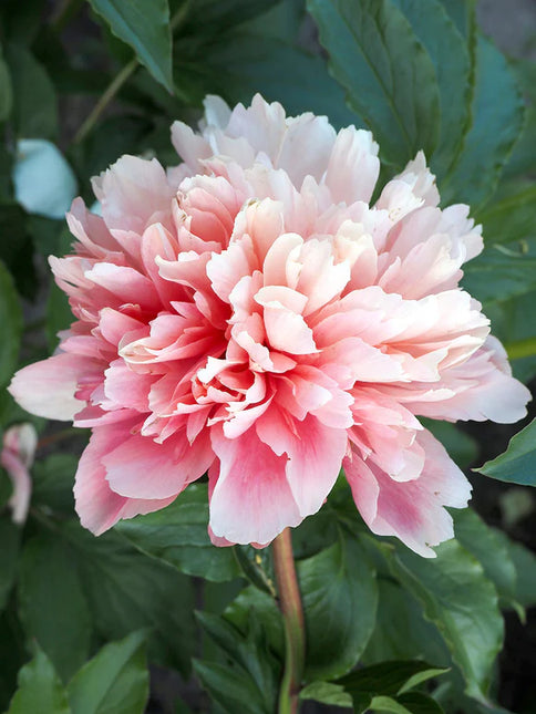 Peony Lorelei 1 buc