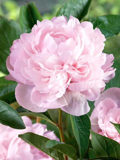 Peony Nancym Nora