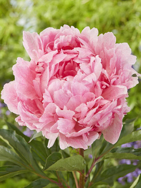 Peony Pietertje Vriend Wagenaar 1 buc