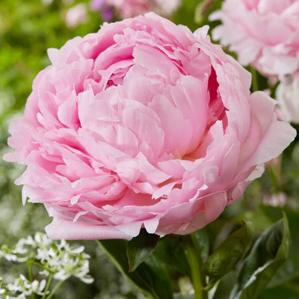 Peony Pillow Talk 1 buc