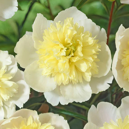 Peony Primevere 1 buc