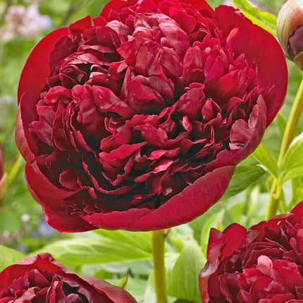 Peony Red Grace 1 buc