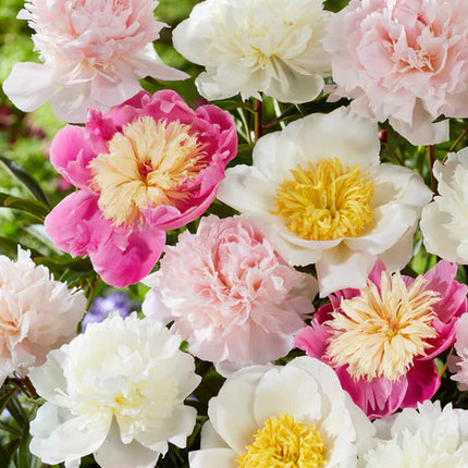 Peony Sweet Caroline Collection 3 buc