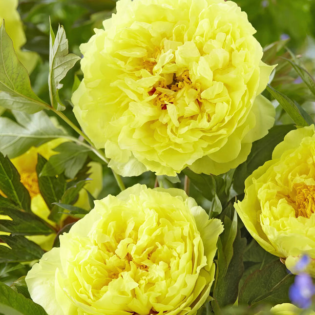 Peony Bartzella 1 buc