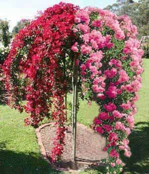 Trandafir pomisor plangator rosu cu roz