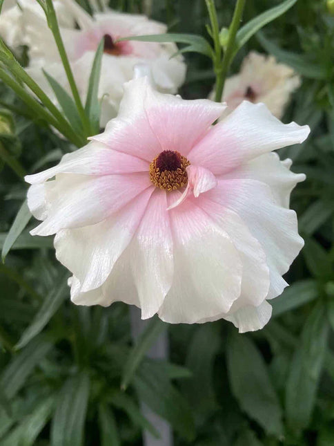Ranunculus Butterfly Ariadne 9 buc