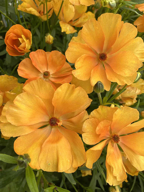 Ranunculus Butterfly Charis 9 buc