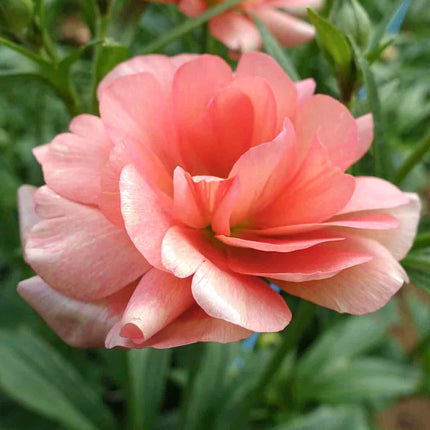 Ranunculus Butterfly Eris 9 buc