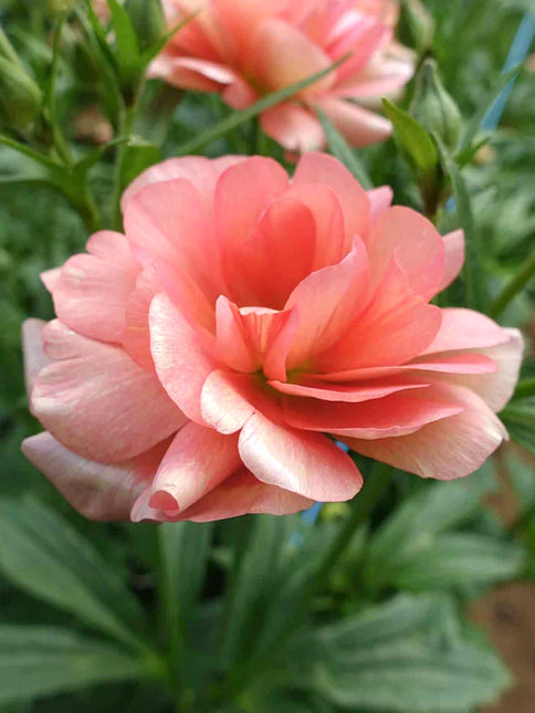 Ranunculus Butterfly Eris 9 buc