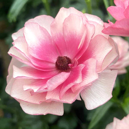 Ranunculus Butterfly Hera 9 buc