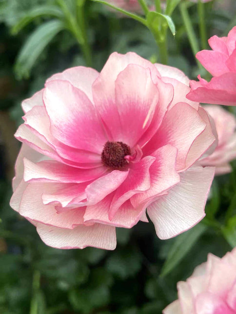 Ranunculus Butterfly Hera 9 buc