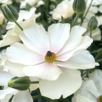 Ranunculus Butterfly Keramos 9 buc