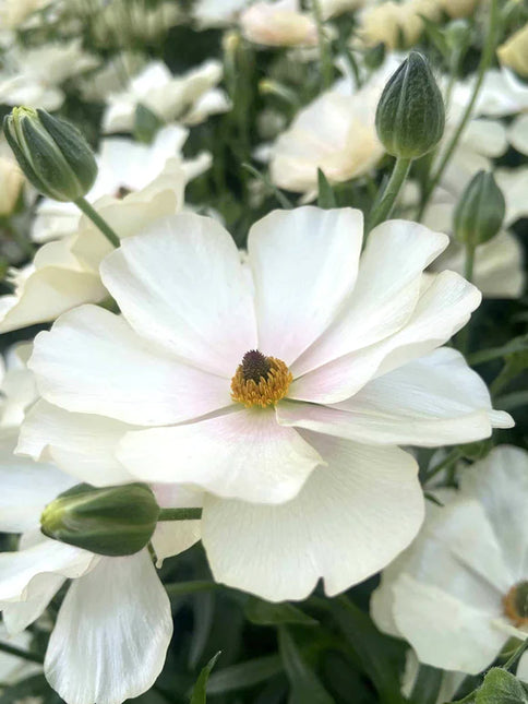 Ranunculus Butterfly Keramos 9 buc