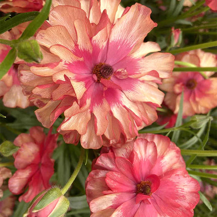 Ranunculus Butterfly Musa 9 buc