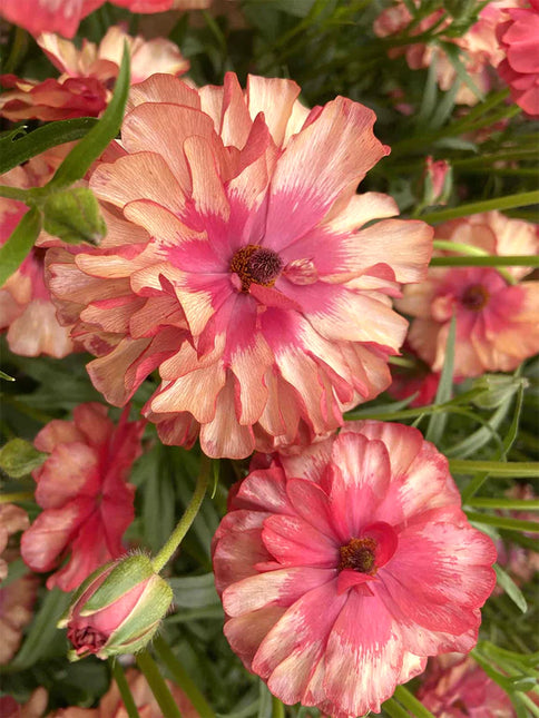 Ranunculus Butterfly Musa 9 buc