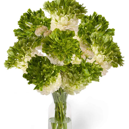 Ranunculus Crown Giverny 9 buc