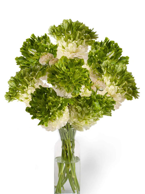 Ranunculus Crown Giverny 9 buc