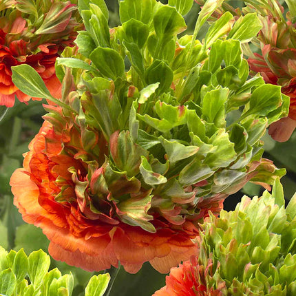 Ranunculus Crown Nervion 9 buc