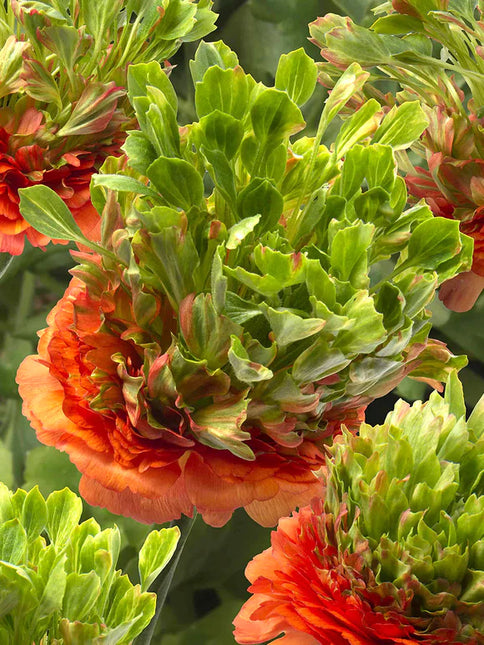 Ranunculus Crown Nervion 9 buc