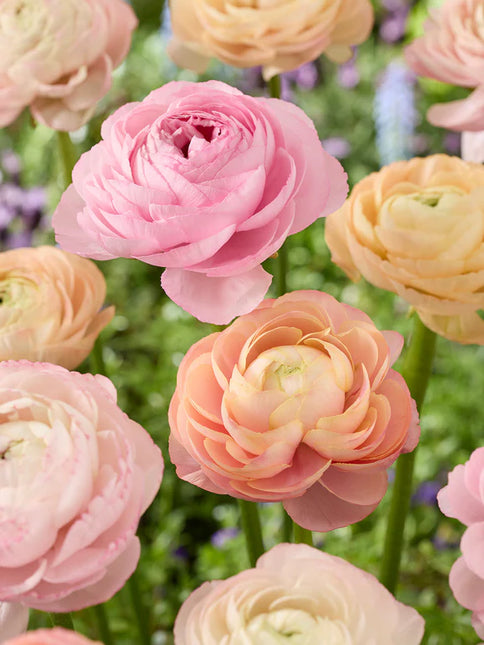 Ranunculus Pauline Pastel 9 buc